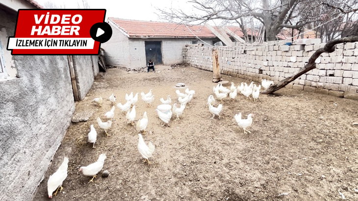 Kümes hayvanları telef olan ailemize tavuk desteğinde bulunduk
