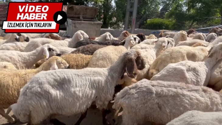 Ağıl ve ahırlarda ücretsiz dış parazit ilaçlama çalışmalarımızı gerçekleştirdik